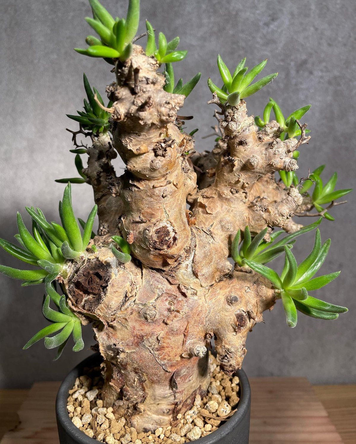 万物想 チレコドン レティキュラータス レティキュラーツス 発根済