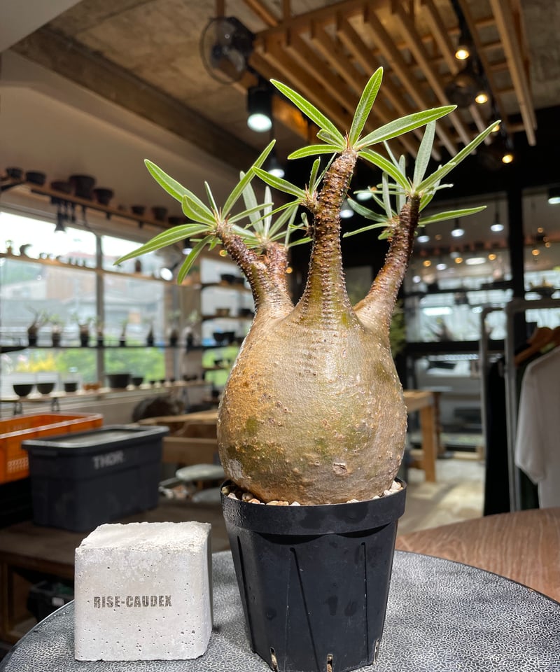 パキポディウム グラキリス Pachypodium gracilius 発根済 (gk-52