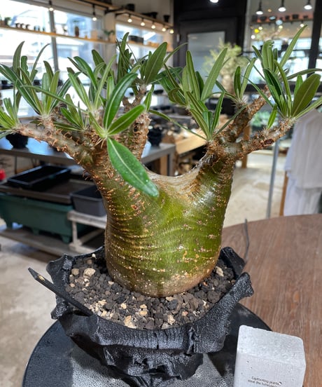 パキポディウム グラキリス　Pachypodium gracilius 　発根済　(gk-546)（鉢：RAVOR　M）