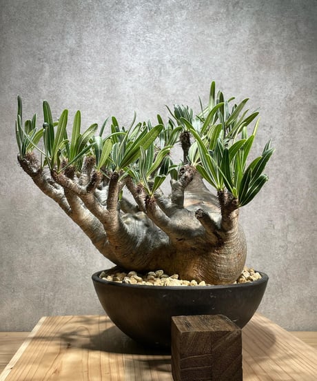 パキポディウム グラキリス　Pachypodium gracilius 　発根済　(商品番号gk-66)