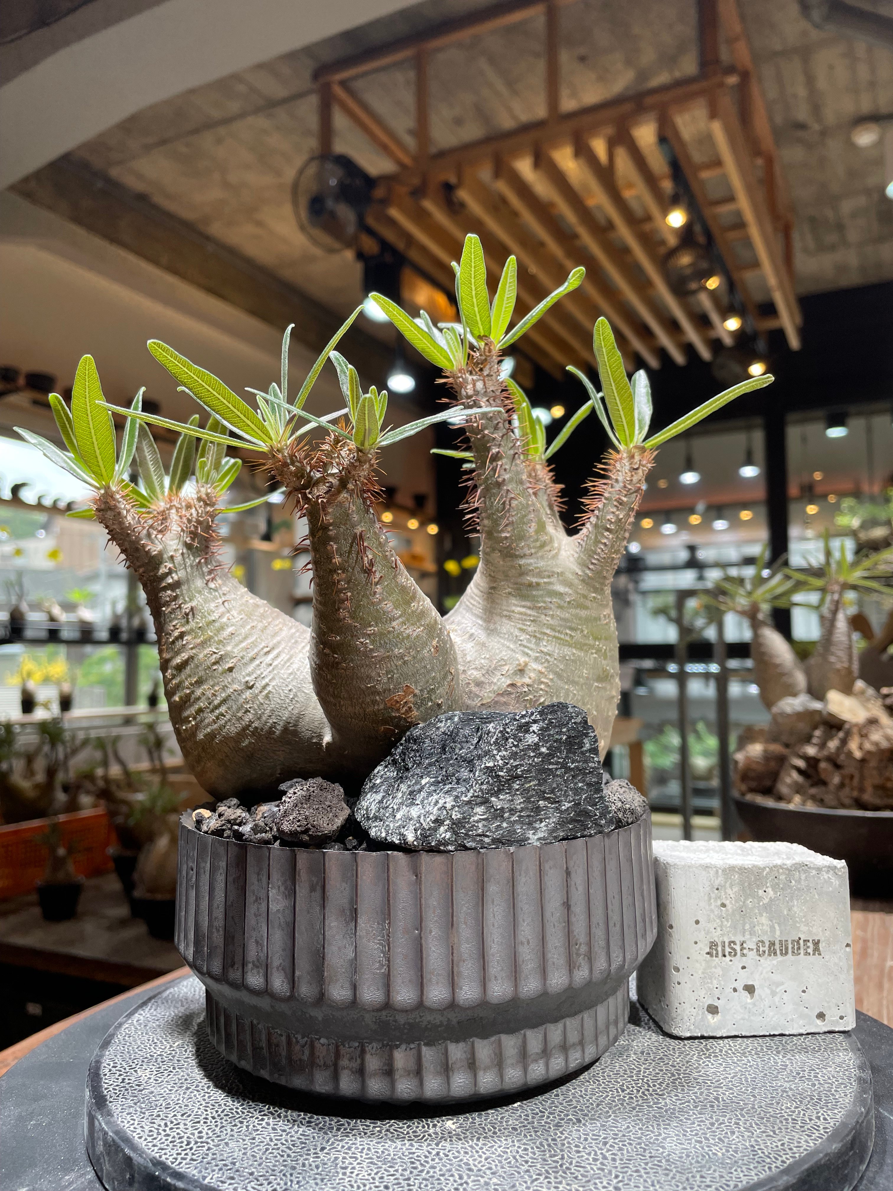 多頭Pachypodium graciliusパキポディウムグラキリス実生発根済 original