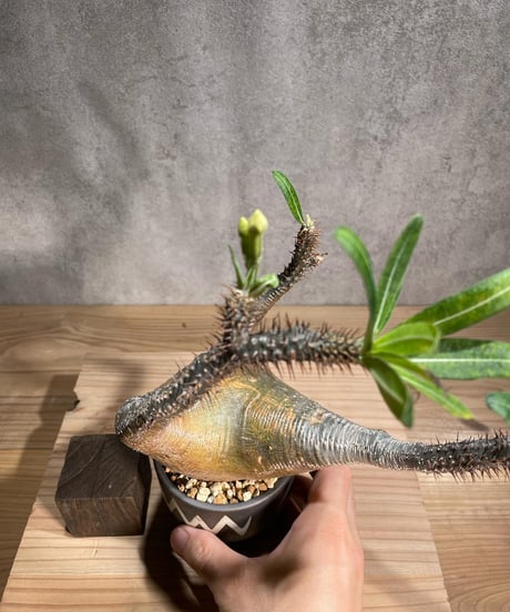 パキポディウム グラキリス　Pachypodium gracilius 　発根済　(商品番号gk-92valiem)  VALIEM 　(VALIEMタグ付き)