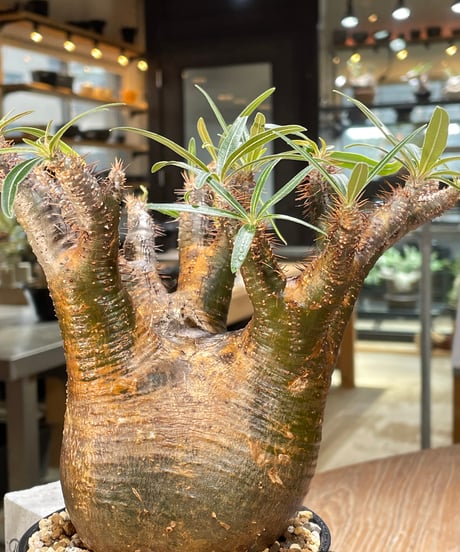 パキポディウム グラキリス　Pachypodium gracilius 　発根済　(gk-566)