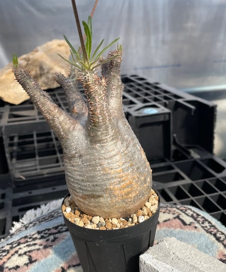 パキポディウム グラキリス　Pachypodium gracilius 　発根済　(gk-423)