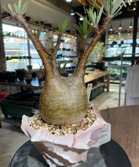 パキポディウム グラキリス　Pachypodium gracilius 　発根済　(gk-547)（鉢：RAVOR　M）