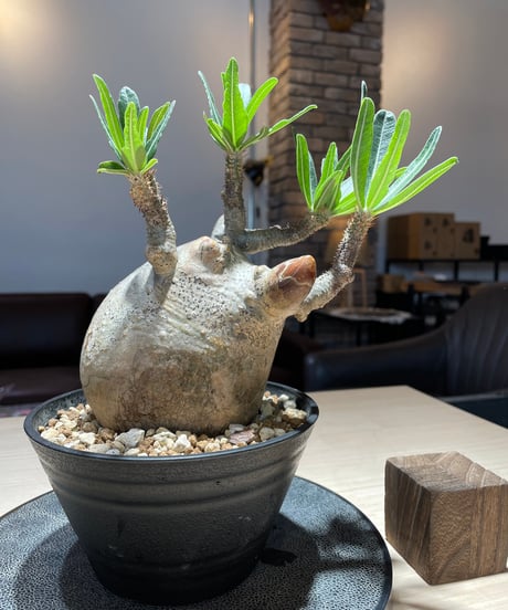 パキポディウム グラキリス　Pachypodium gracilius 　発根済　(gk-223)