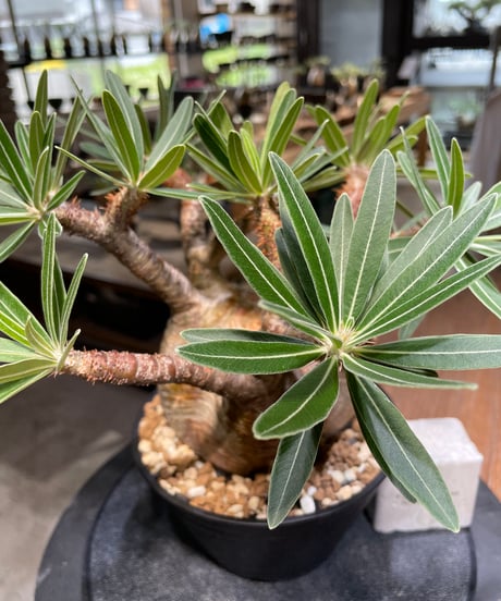 パキポディウム グラキリス　Pachypodium gracilius 　発根済　(gk-476)