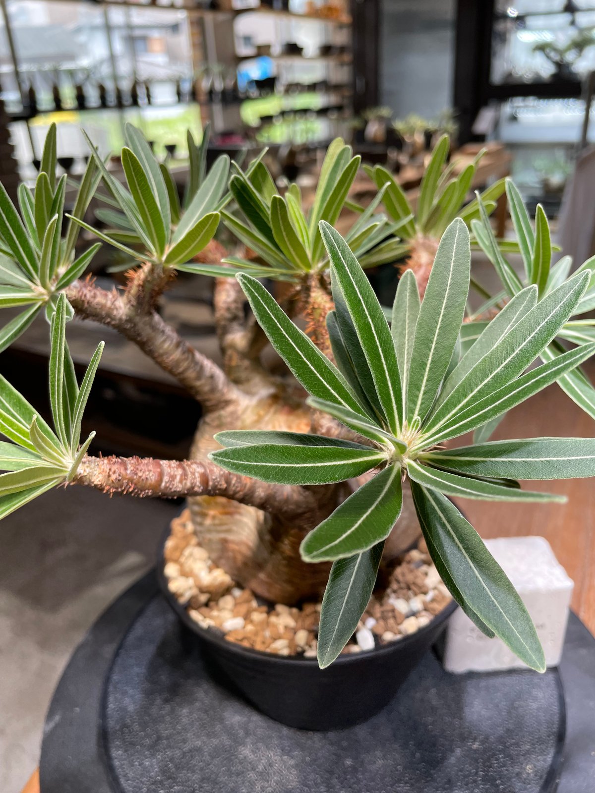 パキポディウム グラキリス 発根済pachypodhium Graci パキポディウム グラキリス Pachypodium gracilius 発根済 (gk-47