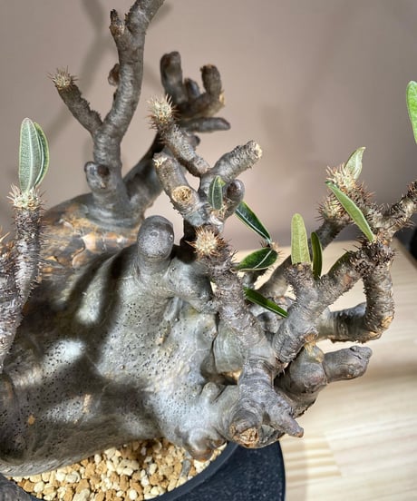 パキポディウム グラキリス　Pachypodium gracilius 　発根済　(商品番号gk-115)