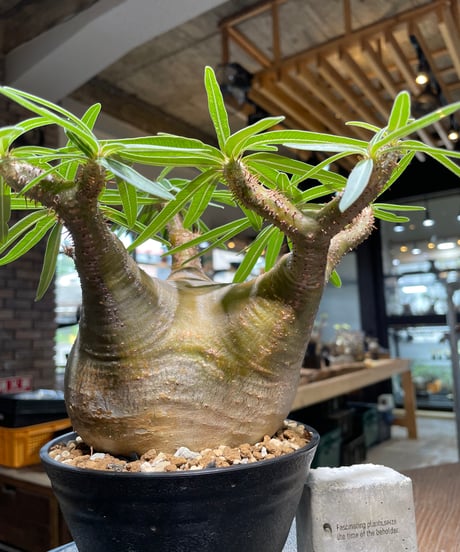 パキポディウム グラキリス　Pachypodium gracilius 　発根済　(gk-492）