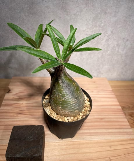 パキポディウム グラキリス　Pachypodium gracilius 　発根済　(商品番号gk-33)