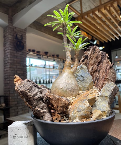 パキポディウム グラキリス　Pachypodium gracilius 　発根済　(gk-480)
