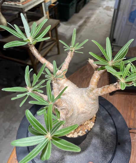 パキポディウム グラキリス　Pachypodium gracilius 　発根済　(gk-508）
