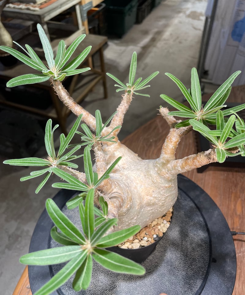 パキポディウム グラキリス Pachypodium gracilius 発根済 (gk-50