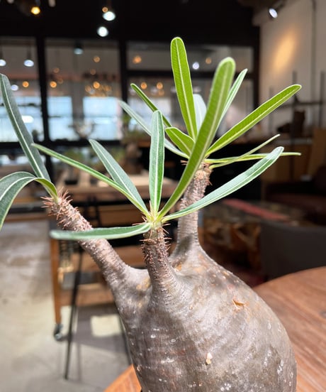 パキポディウム グラキリス　Pachypodium gracilius 　発根済　(gk-386)
