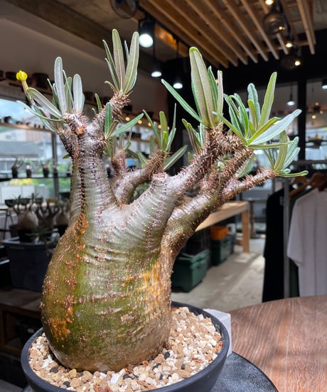 パキポディウム グラキリス　Pachypodium gracilius 　発根済　(gk-537)