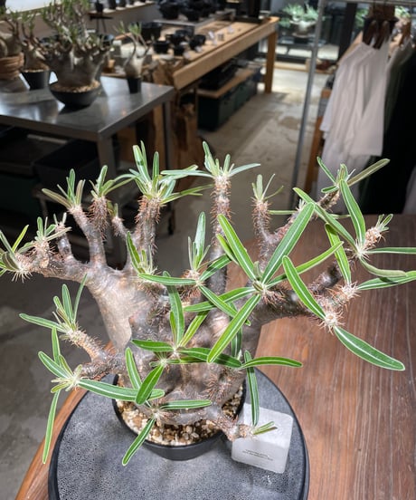 パキポディウム グラキリス　Pachypodium gracilius 　発根済　(gk-562)
