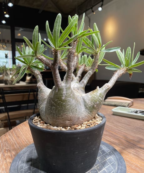 パキポディウム グラキリス　Pachypodium gracilius 　発根済　(gk-365)