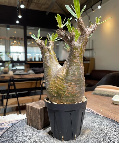パキポディウム グラキリス　Pachypodium gracilius 　発根済　(gk-399)
