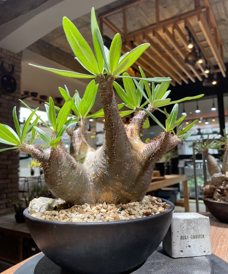 パキポディウム グラキリス　多頭　Pachypodium gracilius 　発根済　(gk-370-2)