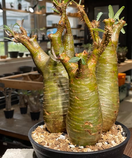 パキポディウム グラキリス　多頭　Pachypodium gracilius 　発根済　(gk-544)
