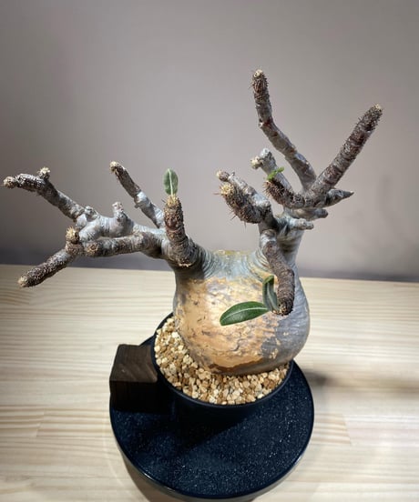 パキポディウム グラキリス　Pachypodium gracilius 　発根済　(商品番号gk-118)
