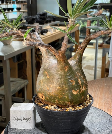 パキポディウム グラキリス　Pachypodium gracilius 　発根済　(gk-573)