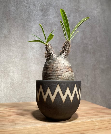 パキポディウム グラキリス　Pachypodium gracilius 　発根済　(商品番号gk-29valiem)  VALIEM 　BOWL　sizeS　(VALIEM巾着、タグ付き)