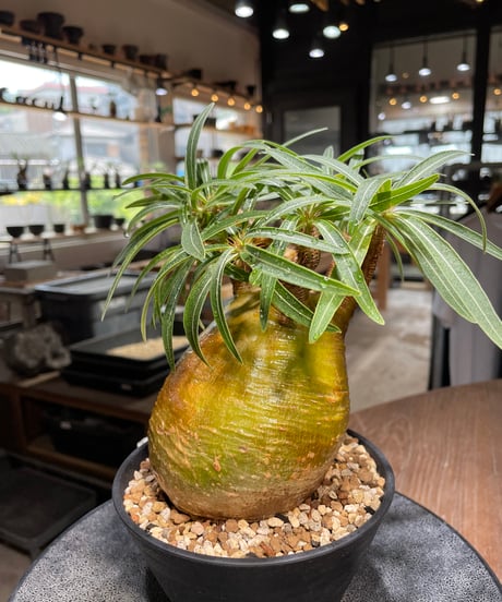 パキポディウム グラキリス　Pachypodium gracilius 　発根済　(gk-281)