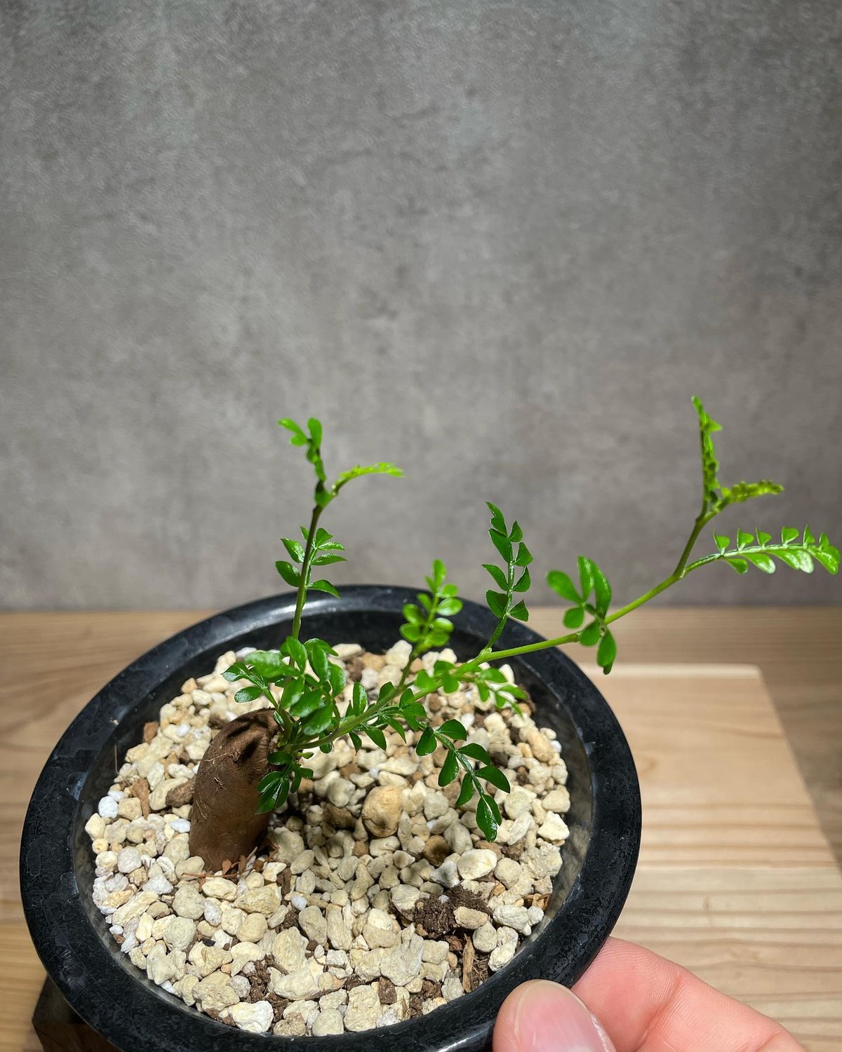 オペルクリカリア パキプス 根差し (商品番号PP-59) | RISE