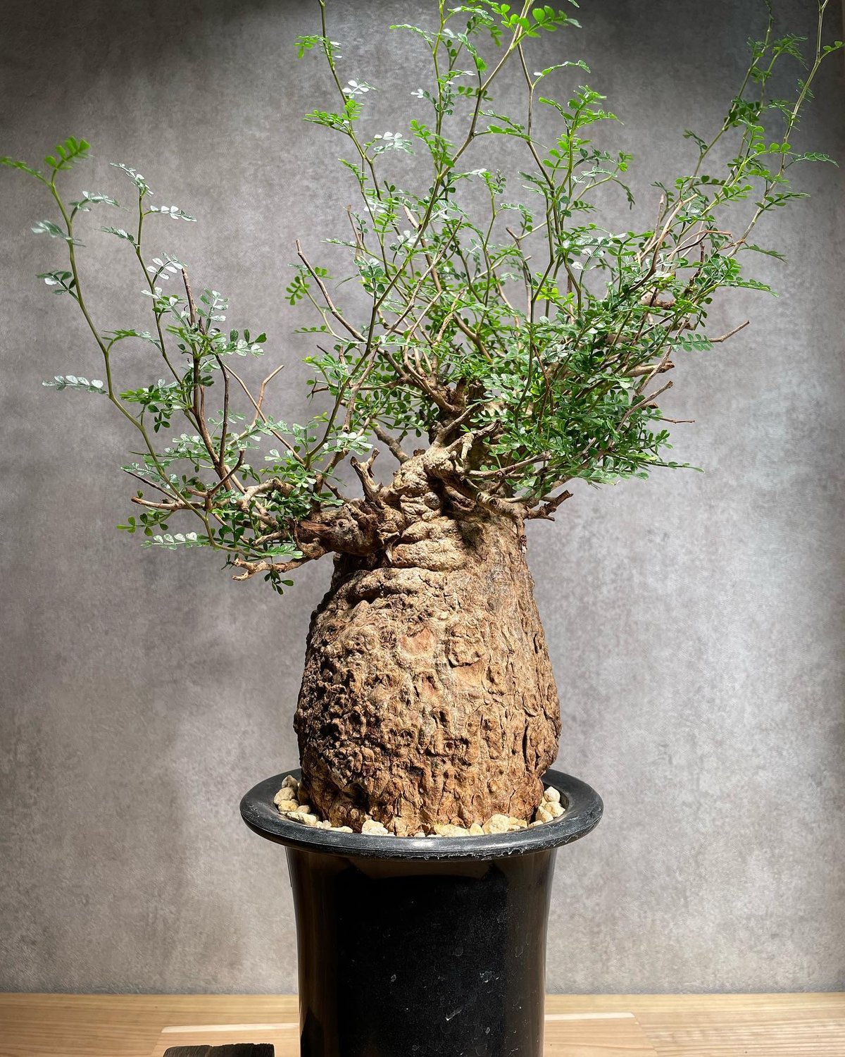 オペルクリカリア パキプス／Operculicarya pachypus 発根済 (商品番号P