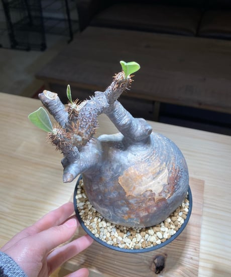 パキポディウム グラキリス　Pachypodium gracilius 　発根済　(商品番号gk-105)