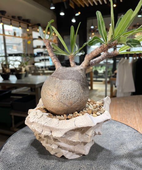 パキポディウム グラキリス　Pachypodium gracilius 　発根済　(gk-571) (鉢：LAVOR Ssize WHITESAND)