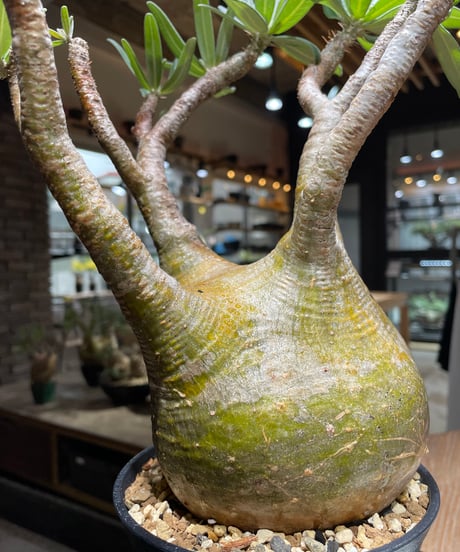 パキポディウム グラキリス　Pachypodium gracilius 　発根済　(gk-471)