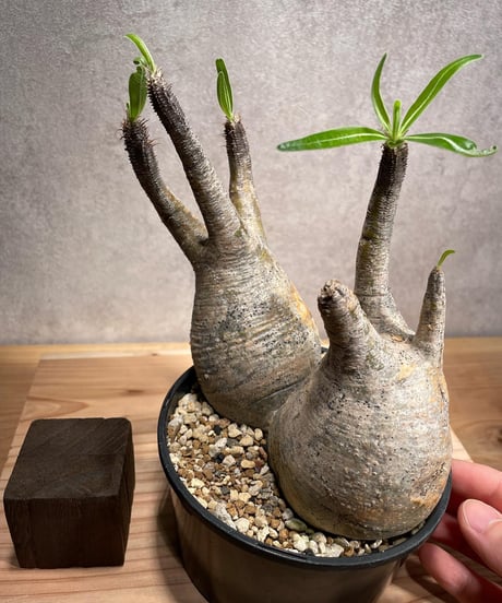 パキポディウム グラキリス　Pachypodium gracilius 　２頭　発根済　(商品番号gk-58)
