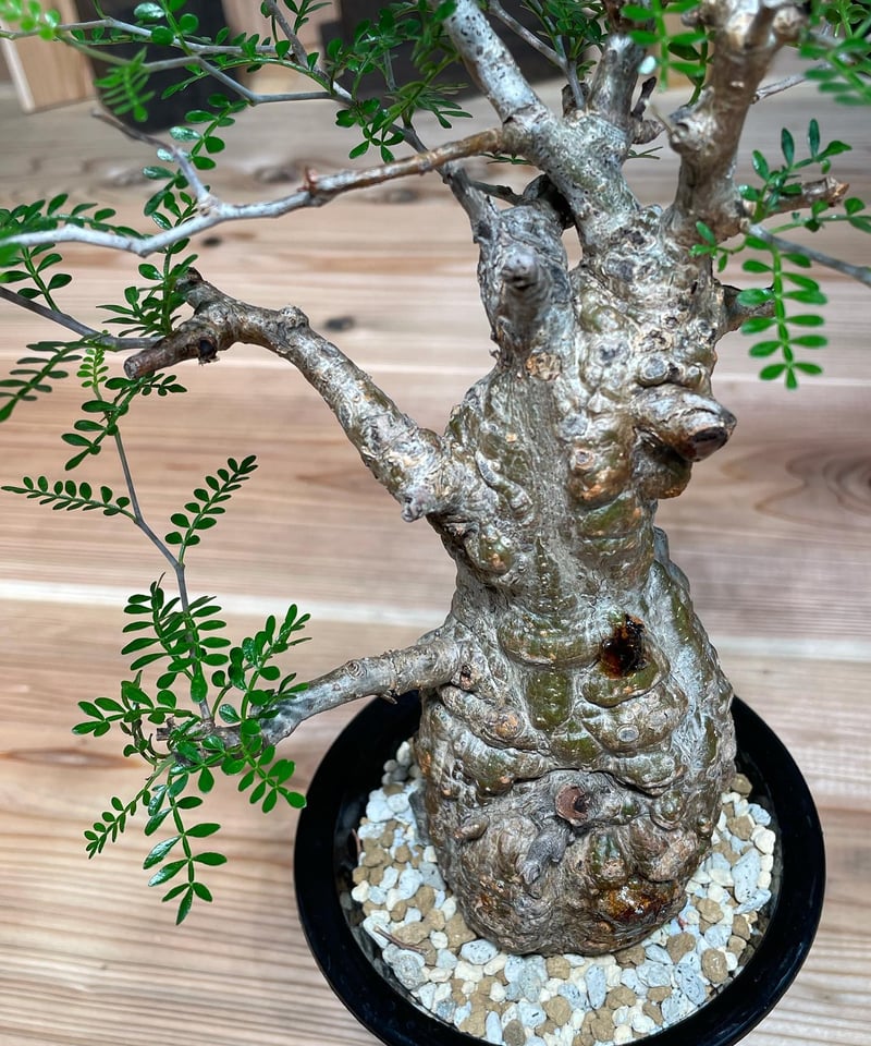 オペルクリカリア パキプス／Operculicarya pachypus 発根済 (塊根幅7c