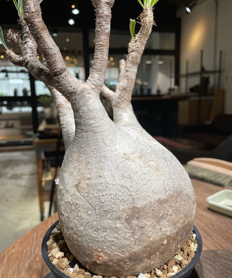 パキポディウム グラキリス　Pachypodium gracilius 　発根済　(gk-374)