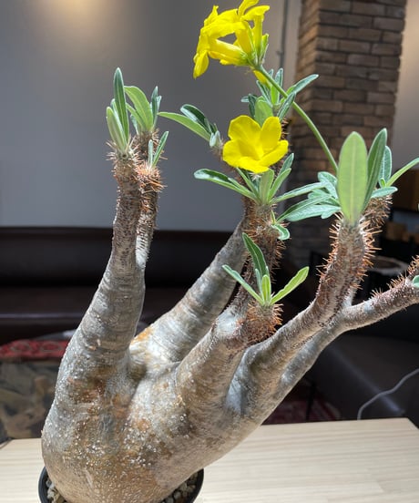 パキポディム グラキリス　Pachypodium gracilius 　発根済　(gk-205)
