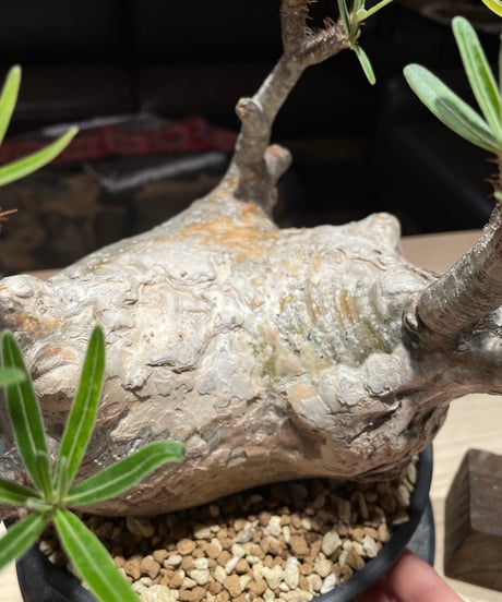 パキポディウム グラキリス　Pachypodium gracilius 　発根済　(gk-201)