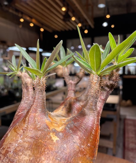 パキポディウム グラキリス　Pachypodium gracilius 　発根済　(gk-267)