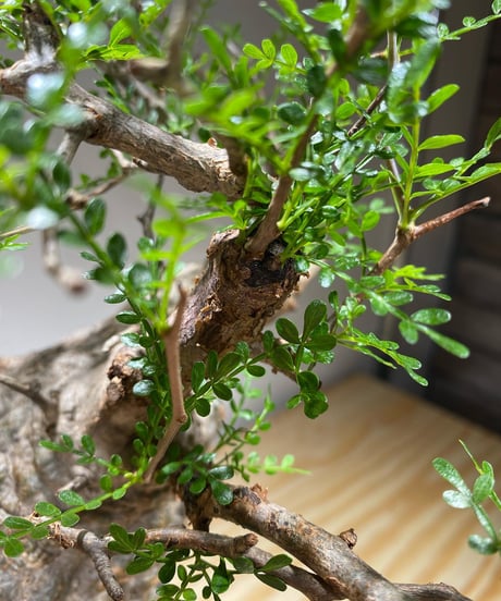 オペルクリカリア パキプス／Operculicarya pachypus　発根済　(商品番号PP-67)