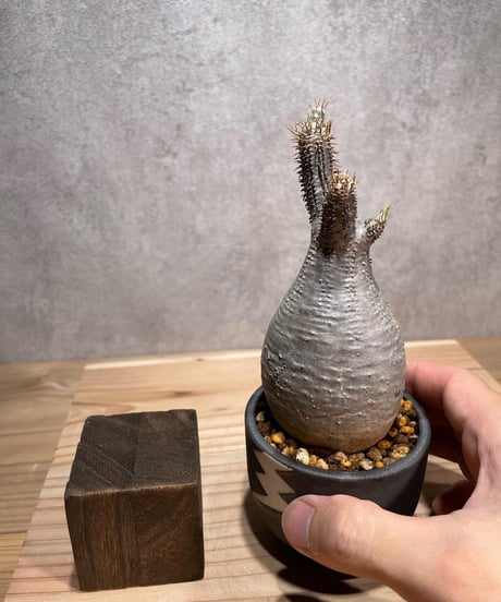 パキポディウム グラキリス　Pachypodium gracilius 　発根済　(商品番号gk-68valiem)  VALIEM 　(VALIEMタグ付き)