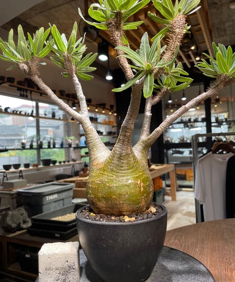 パキポディウム グラキリス　Pachypodium gracilius 　発根済　(gk-318)