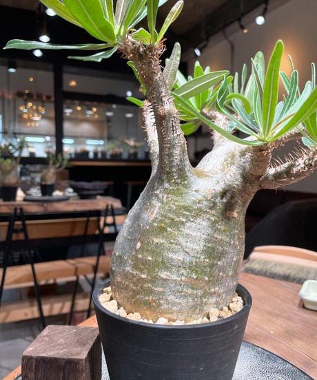 パキポディウム グラキリス　Pachypodium gracilius 　発根済　(gk-396)