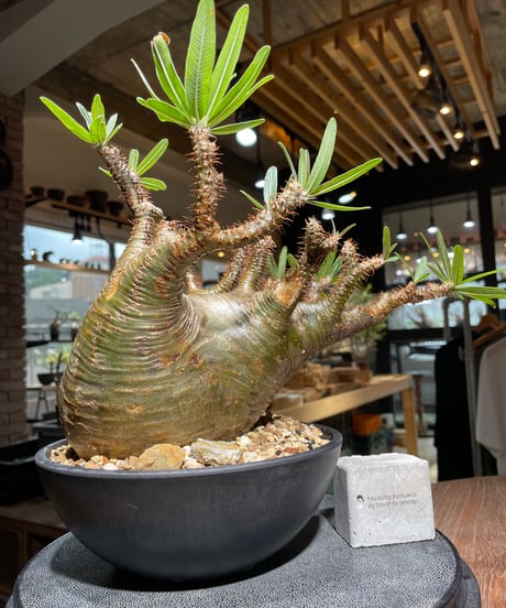 パキポディウム グラキリス　Pachypodium gracilius 　発根済　(gk-536)