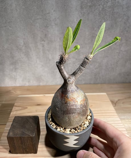 パキポディウム グラキリス　Pachypodium gracilius 　発根済　(商品番号gk-97valiem)  VALIEM 　(VALIEMタグ付き)
