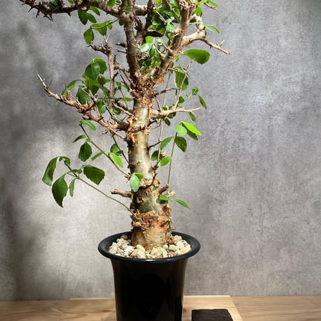 ハベシニカ | STORES