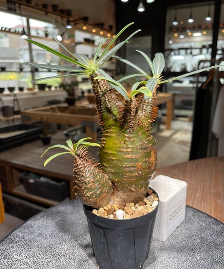 パキポディウム グラキリス　多頭　Pachypodium gracilius 　発根済　(gk-539)