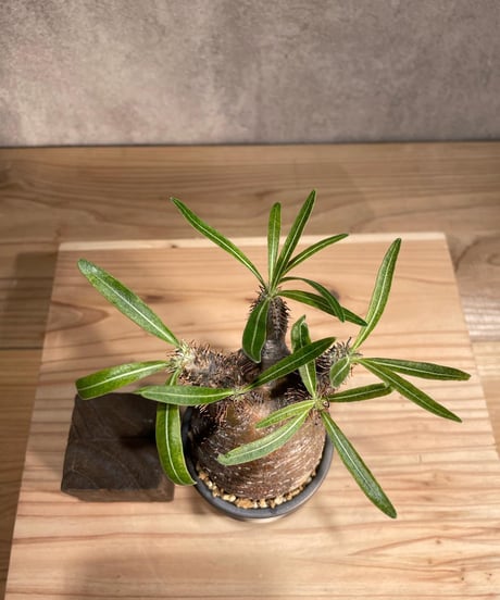 パキポディウム グラキリス　Pachypodium gracilius 　発根済　(商品番号gk-82valiem)  VALIEM 　(VALIEMタグ付き)