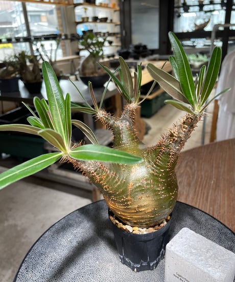 パキポディウム グラキリス　Pachypodium gracilius 　発根済　(gk-555)